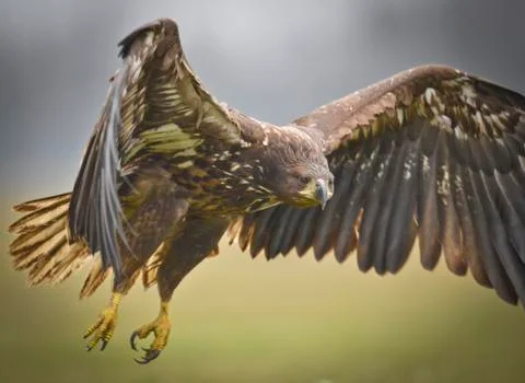 Eagle start flying Stockfoto's