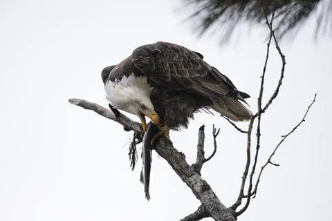 Eagle starts to bite into a fish. Stock Photos