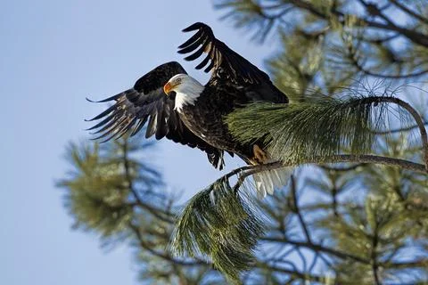 Eagle starts its flight from tree. Stock Photos