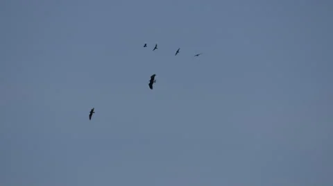 An Eagle Steals a Fish From an Osprey With Crows In Attendance Vidéo 63746479