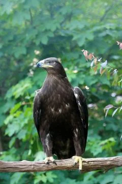 Eagle on a stick Stock Photos