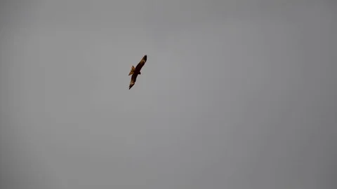 Eagle in the storm sky 33 Stock Footage 82897830