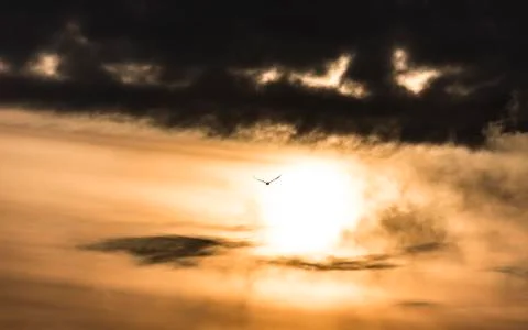 Eagle in the storm sky. Stockfoto's