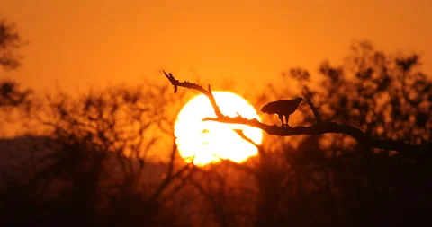 Eagle sunset, orange sun during morning, bird in Africa. African Fish-eagle, Hal Stock Footage 164715724