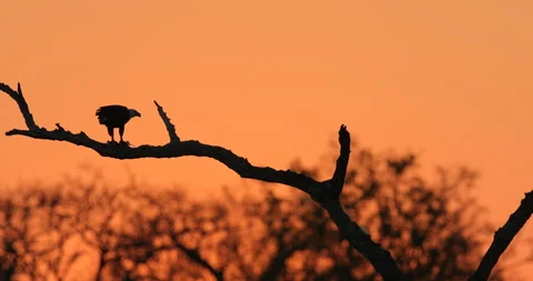 Eagle sunset, orange sun during morning, bird in Africa. African Fish-eagle, Hal Stock Footage 164717405