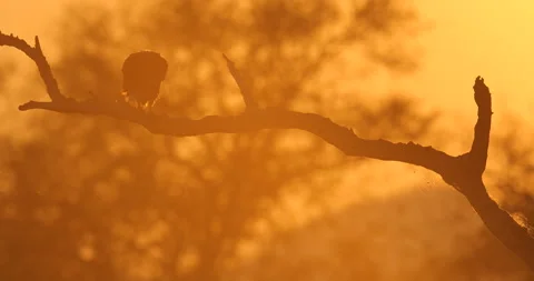 Eagle sunset, orange sun during morning, bird in Africa. African Fish-eagle, Hal Stock Footage 164770465