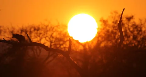 Eagle sunset, orange sun during morning, bird in Africa. African Fish-eagle, Hal Vidéo 164770567