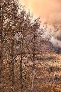 Eagle at sunset Foto stock