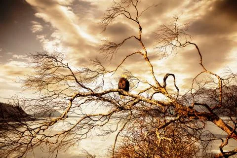 Eagle at sunset Stock Photos