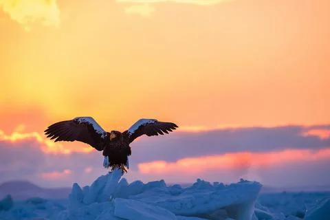 Eagle at the sunset 스톡 사진
