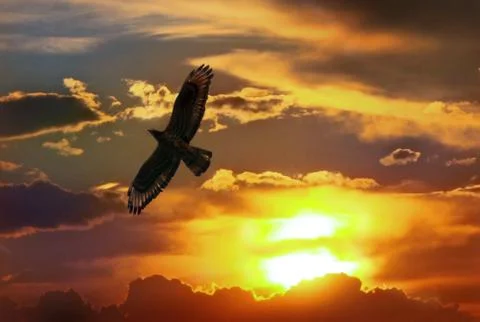 Eagle in sunset the sky Stock Photos