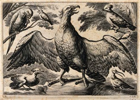 An eagle surrounded by parrots and other birds. Etching by C. Galle, ca. 16.. 库存插图