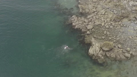 Eagle swimming with salmon 4K Video stock 232879461
