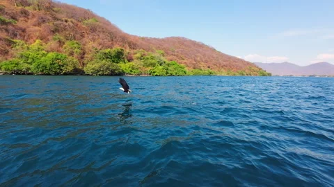 Eagle Swooping to Catch Fish Over Lake Malawi Stock Footage 343910526