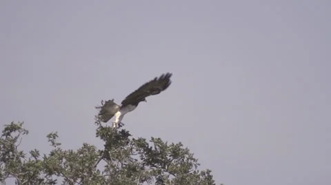 Eagle take off and fly away  Stock Footage 33529722