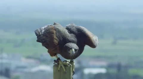 Eagle take off Stock Footage 67572592