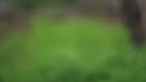 The eagle takes off abruptly from the ground. Predatory bird Stock Footage 159605283