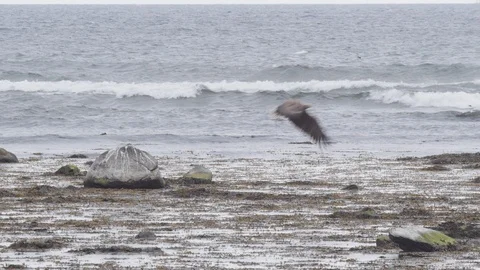 Eagle takes flight 4k - White tailed sea eagle flying - Bird of Prey Wildlife Stock Footage 117848356