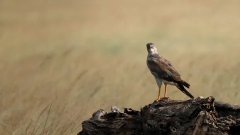 Eagle taking off in the African bush Видео 131950693