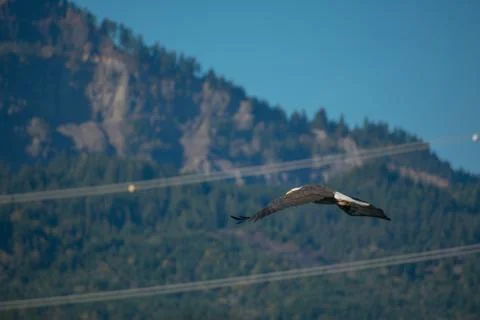 Eagle taking off and flying between power lines in the background Stock Photos