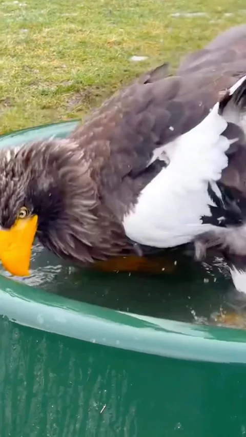 An Eagle Taking a Bath in the garden of a house 動画素材 268854575