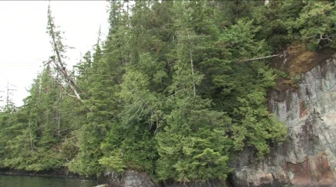  Eagle taking fish from water Stock Footage 199729