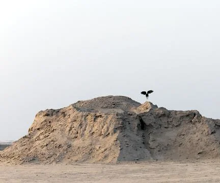 Eagle taking off Stock Photos