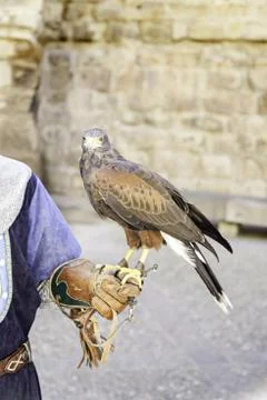 Eagle tamed Stock Photos