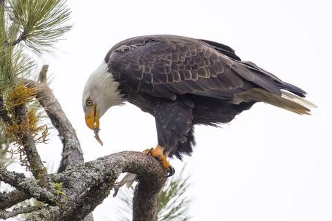 Eagle tears off a piece of fish. Stock Photos