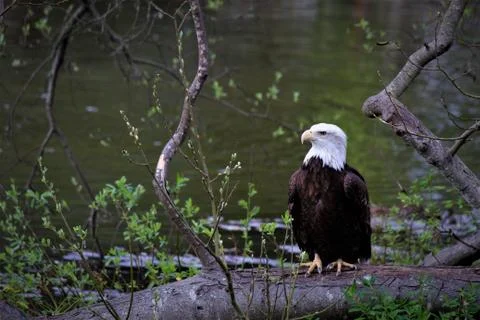 Eagle territory Fotos Stock