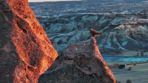 Eagle on top Stock Footage 323559445