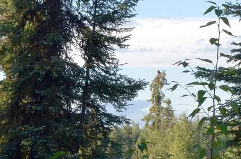 Eagle On Top of Pine Stock Photos