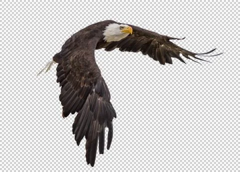 Eagle on a transparent background. Stock Photos
