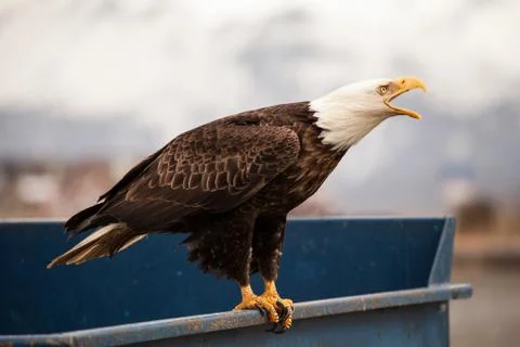Eagle on a trash dumpster Stock Photos