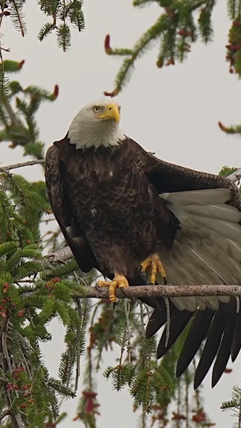 Eagle on a tree branch Stock Footage 319384299