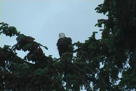 Eagle in tree Stock Footage 511235