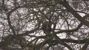 Eagle in a tree Stock Footage 85917311