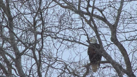 Eagle in Tree Video stock 149161380