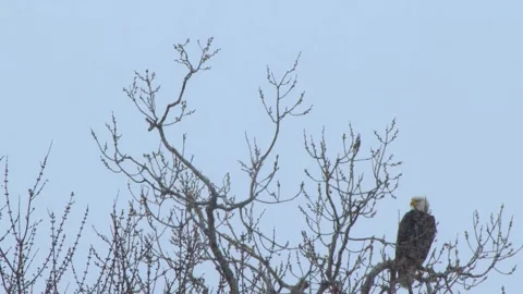 Eagle in Tree Video stock 149161404
