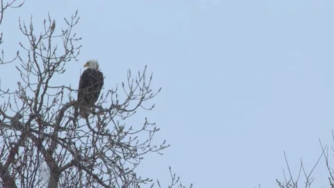 Eagle in Tree Video stock 149161416