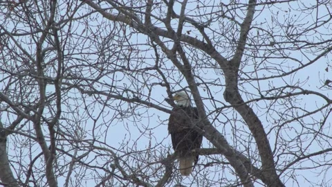 Eagle in Tree Video stock 149161430
