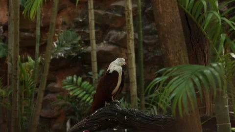 Eagle on the tree in nature Video stock 295852040