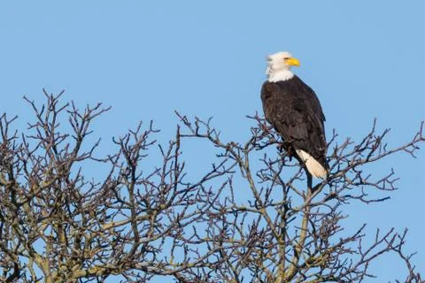 Eagle in Tree Stock Photos