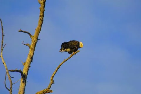 Eagle in Tree Foto stock