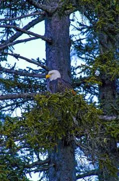 Eagle in Tree Stock Photos