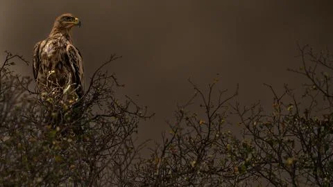 Eagle on a tree Foto stock