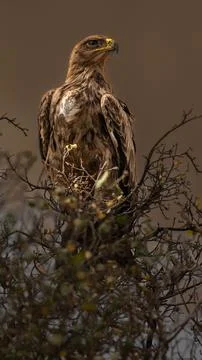 Eagle on a tree Stock Photos