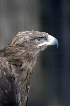 Eagle on a tree Stock Photos