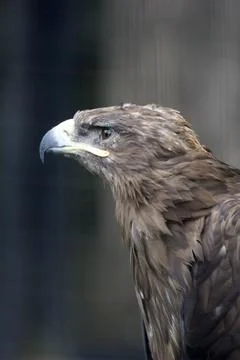 Eagle on a tree Stock Photos