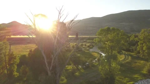 Eagle in a tree by the river Stock Footage 166361610